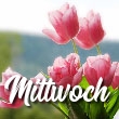 Mittwoch